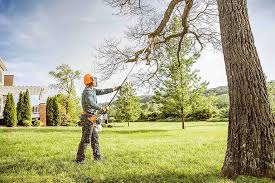 Best Palm Tree Trimming  in Kountze, TX