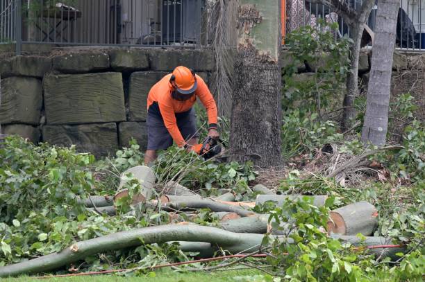 How Our Tree Care Process Works  in  Kountze, TX